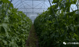 西昌今日吃瓜,瓜田里的新鲜事儿